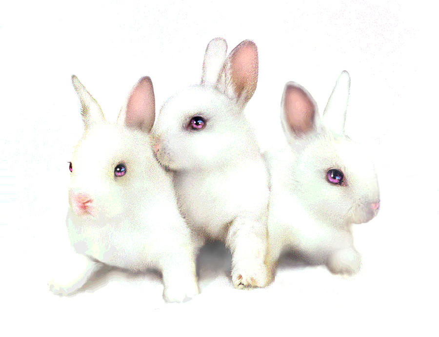 Rabbit Painting - Three Bunnies by Robert Foster