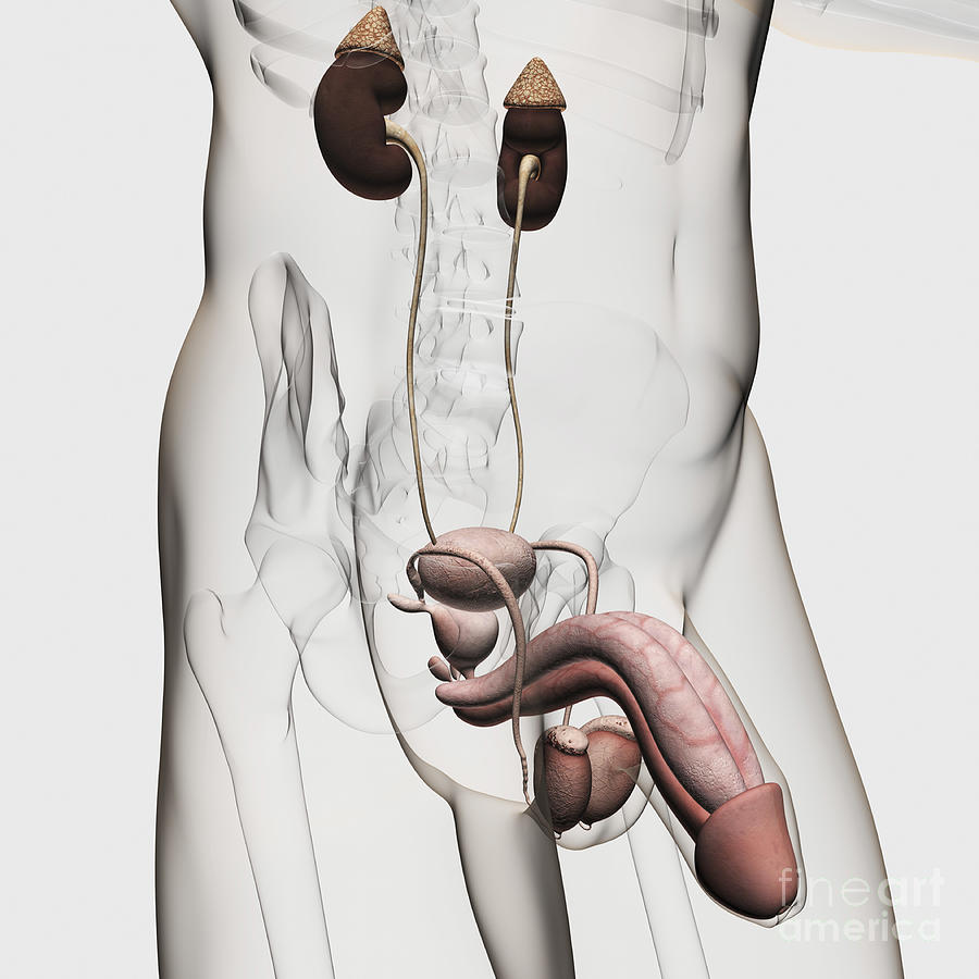 Three Dimensional Medical Illustration #2 Digital Art by Stocktrek Images