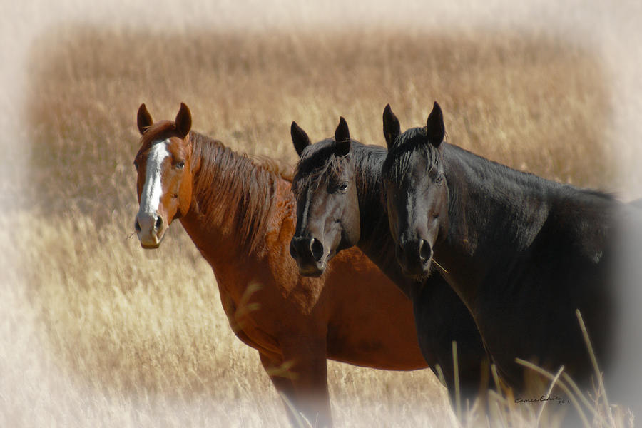 Three Horses #2 Photograph by Ernest Echols