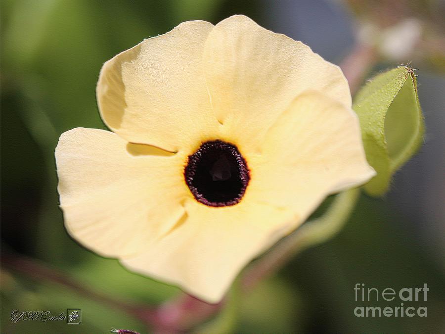 Thunbergia Alata #1 Photograph by J McCombie