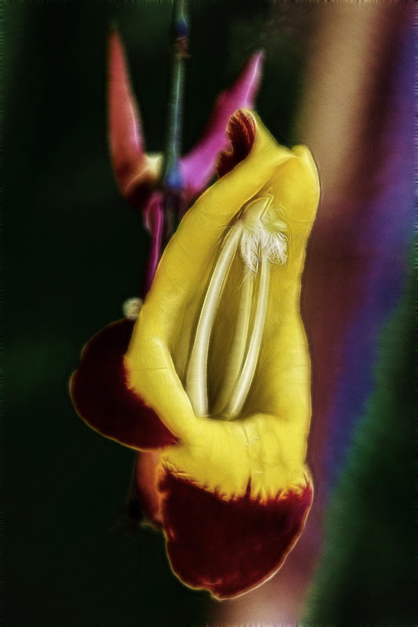Thunbergia #2 Digital Art by Photographic Art by Russel Ray Photos