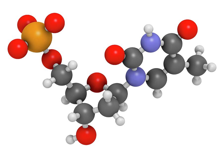 Thymidine Photograph - Thymidine Monophosphate Molecule #2 by Molekuul