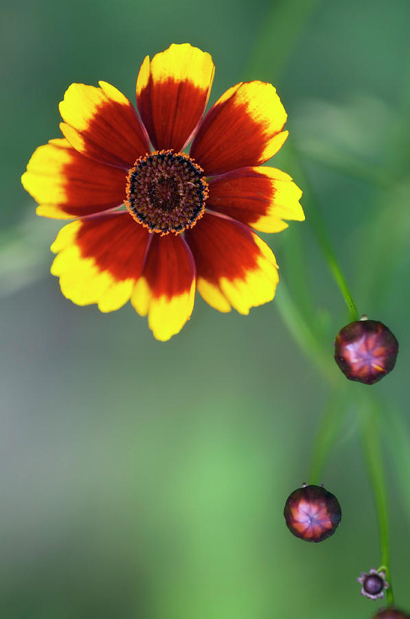 Summer Photograph - Tickseed (coreopsis Grandiflora) #2 by Maria Mosolova/science Photo Library