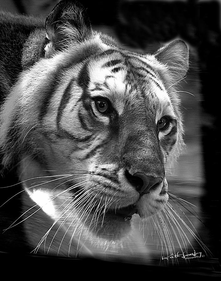 Tiger #2 Photograph by Keith Lovejoy