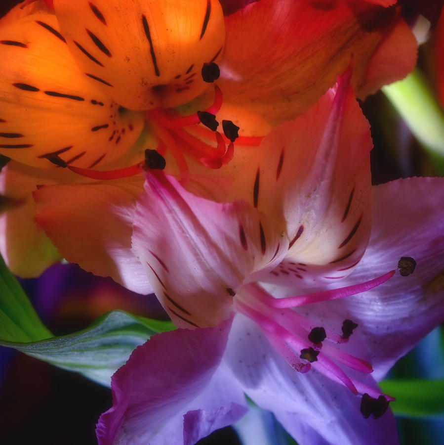 Tiger Lilies #2 Photograph by Joann Vitali