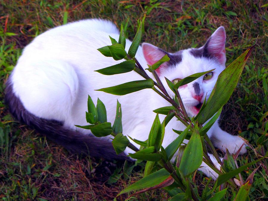 Cat Photograph - Tiger Lily #2 by Susan Carella
