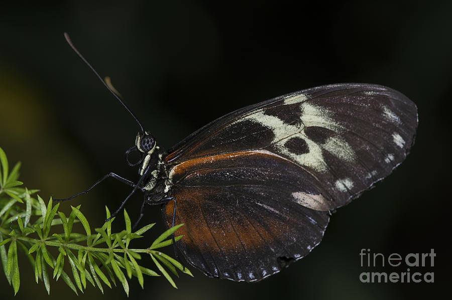 Tiger Longwing Photograph