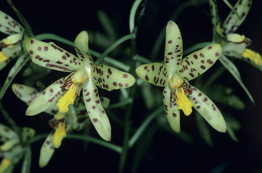Orchid Photograph - Tiger Orchid Flowers #2 by Paul Harcourt Davies/science Photo Library