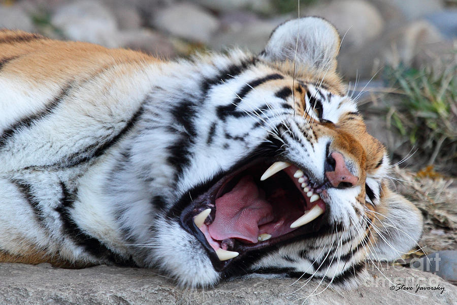 Tiger #2 Photograph by Steve Javorsky