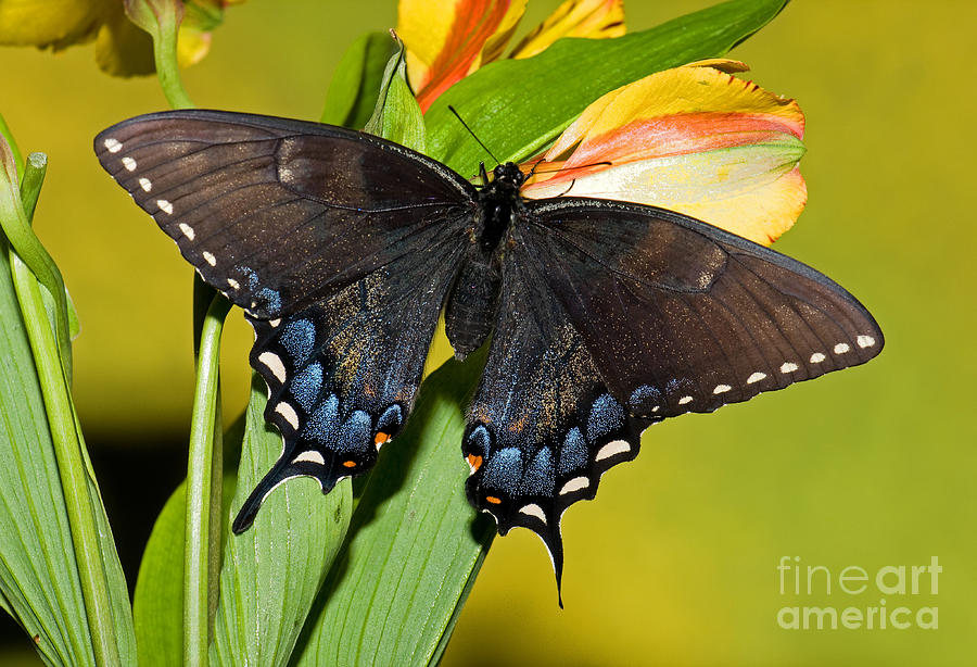 Tiger Swallowtail Butterfly, Dark Phase #2 Photograph by Millard H. Sharp