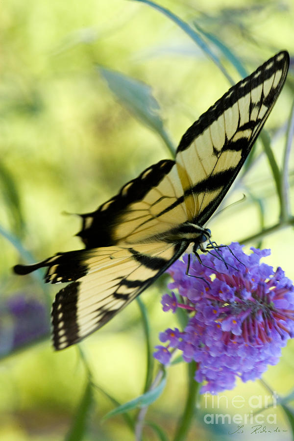 Butterfly Photograph - Tiger Swallowtail Butterfly #4 by Iris Richardson