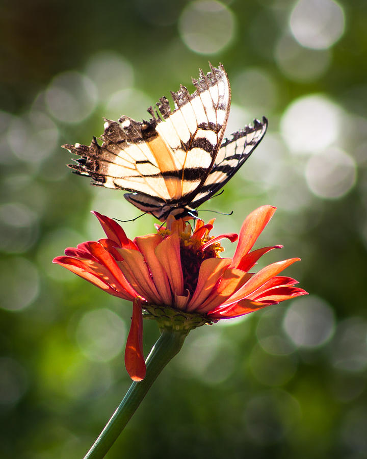 Tiger Swallowtail #2 Photograph by Lynne Jenkins