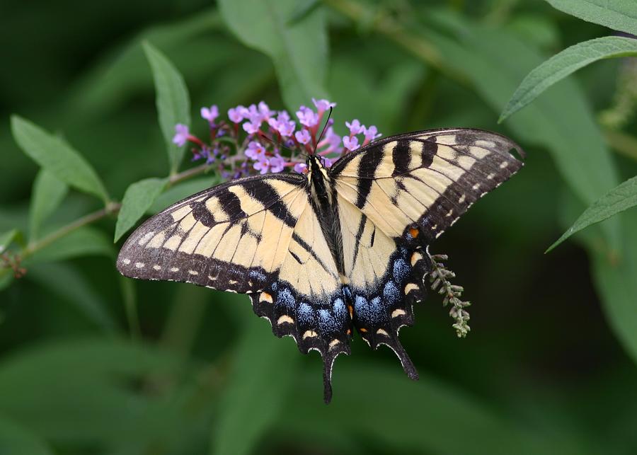 Tiger Swallowtail on Butterfly Bush Photograph by Robert E Alter Reflections of Infinity