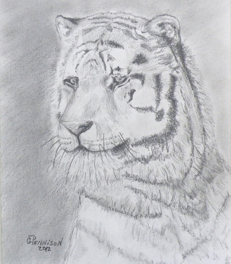 Animal Drawing - Tiger Watching by Gilbert Pennison