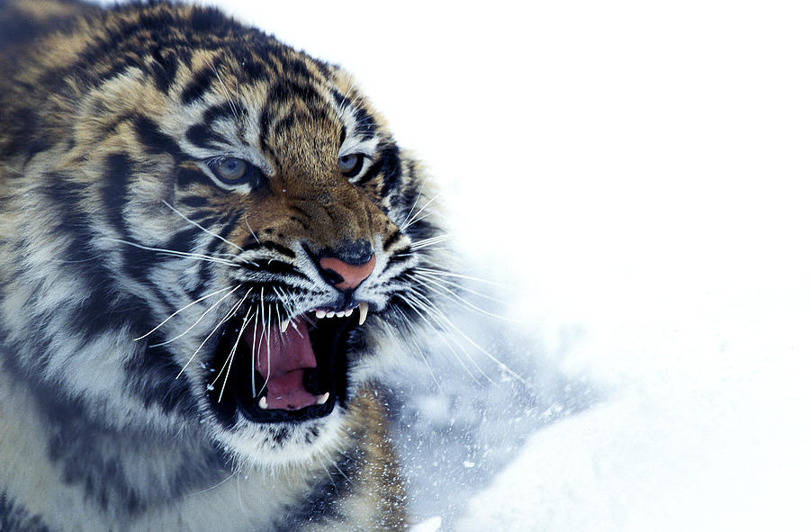 Tigre De Siberie Panthera Tigris Altaica Photograph by Gerard Lacz ...