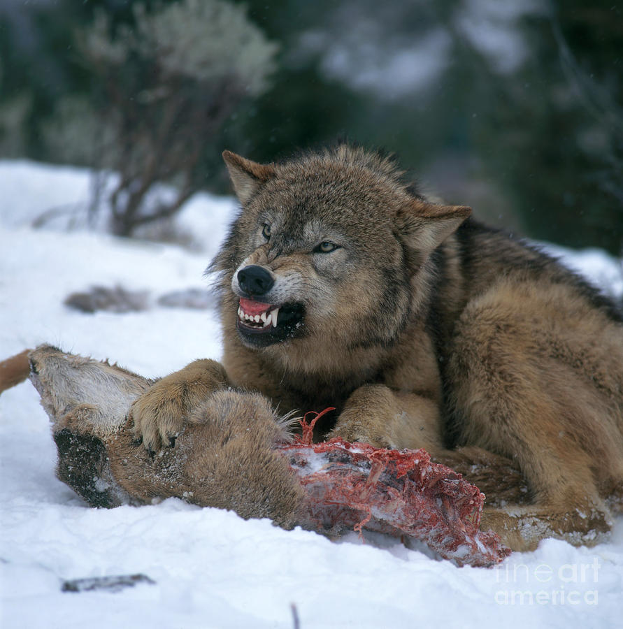Timber Wolf #2 Photograph by Hans Reinhard
