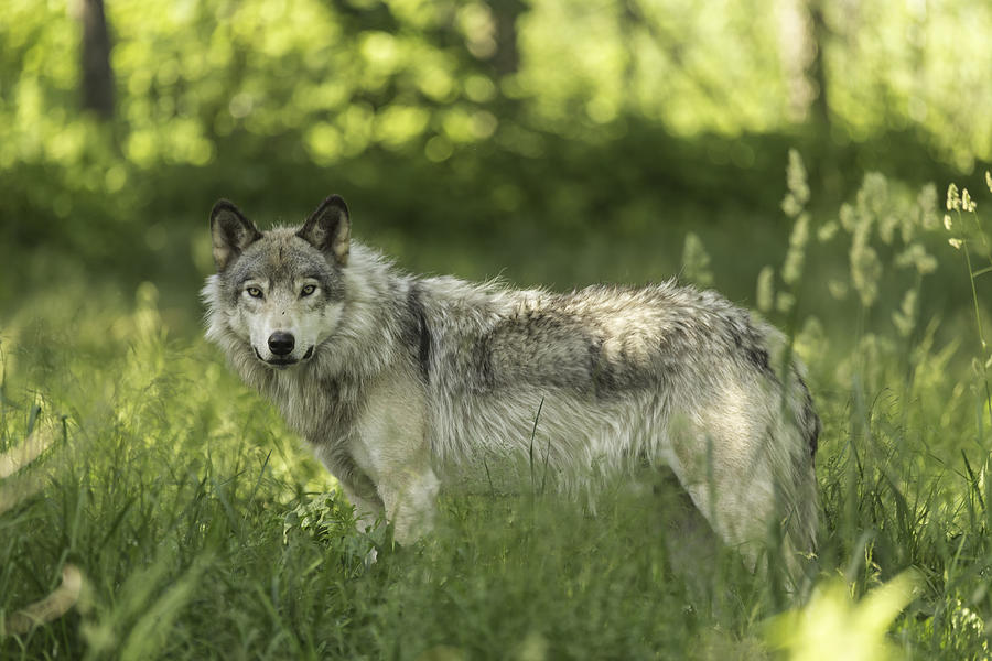 Timber Wolf #2 Photograph by Josef Pittner