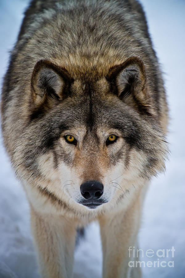 Timber Wolf Picture by Michael Cummings Timber Wolf Picture by Michael Cummings