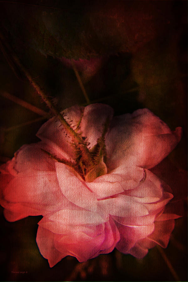 Time Of Roses Photograph by Theresa Tahara