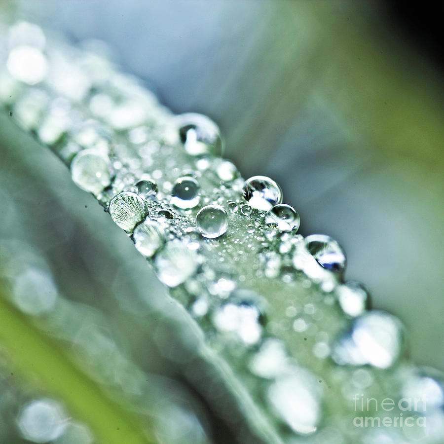 Tiny waterworld and a leaf Photograph by Heiko Koehrer-Wagner