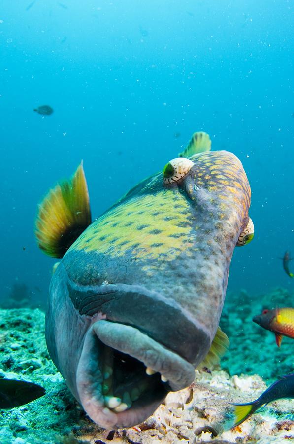 Fish Photograph - Titan triggerfish #2 by Science Photo Library