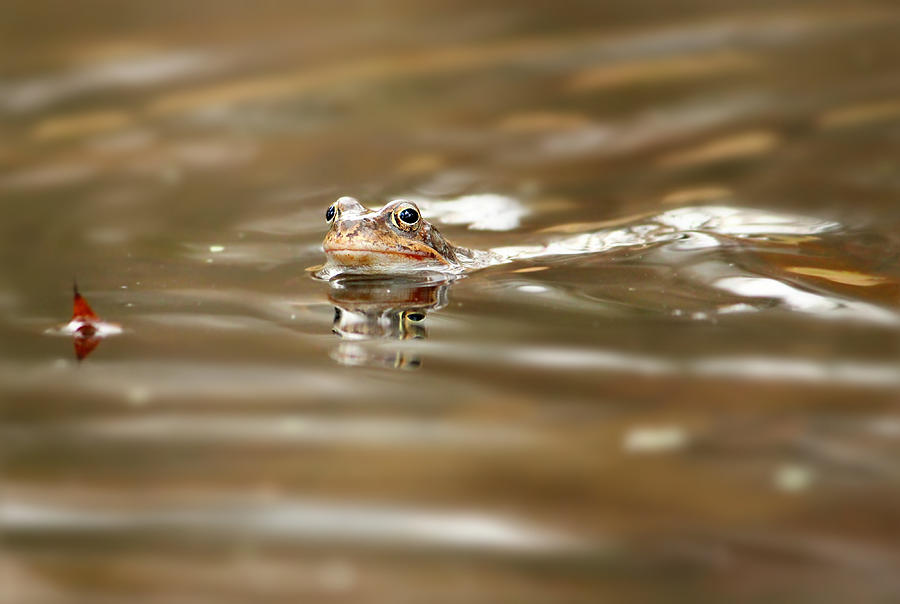 Animal Photograph - Toad #2 by Heike Hultsch