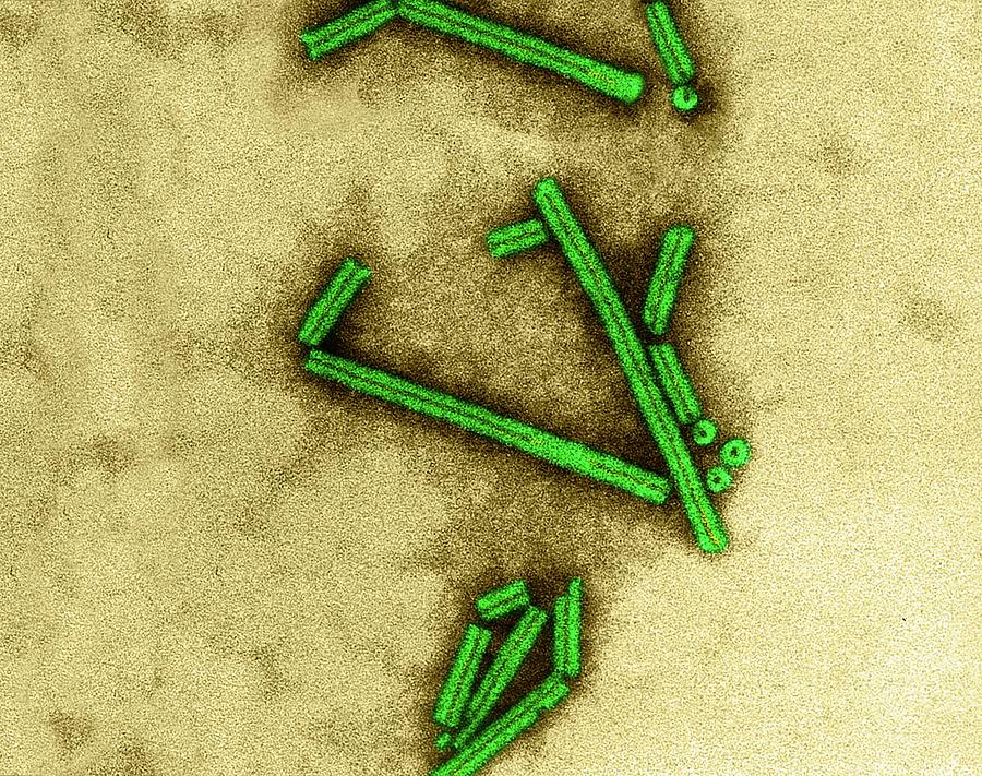 Tobacco Mosaic Virus #2 Photograph by Dennis Kunkel Microscopy/science Photo Library
