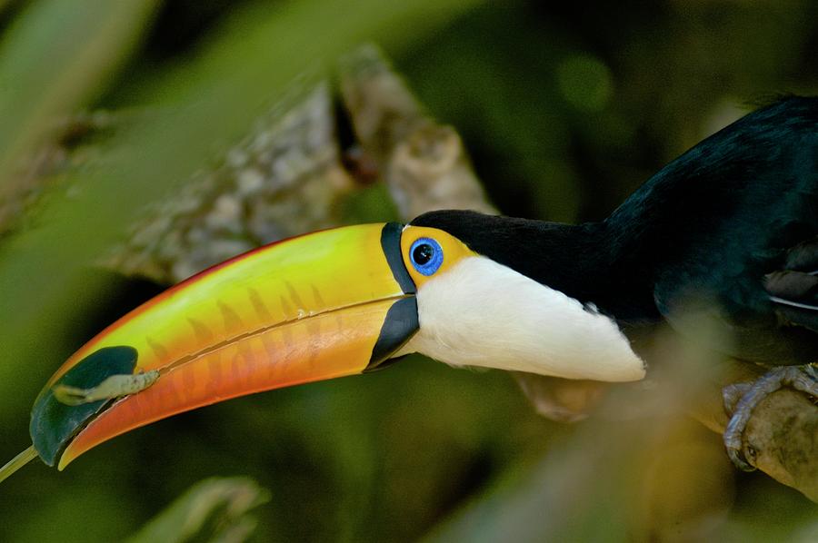 Toco Toucan Photograph by Kike Calvo - Fine Art America