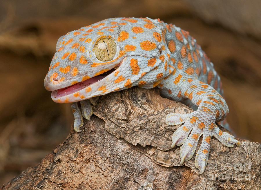 Nature Photograph - Tokay Gecko #2 by Dan Suzio