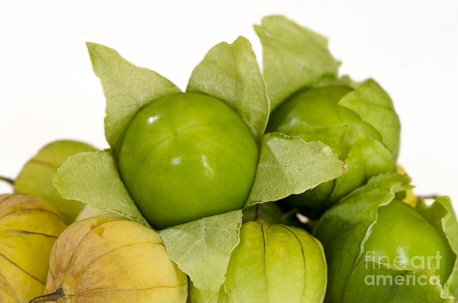 Tomatillo fruit close-up on white background #3 Photograph by Perry Van Munster