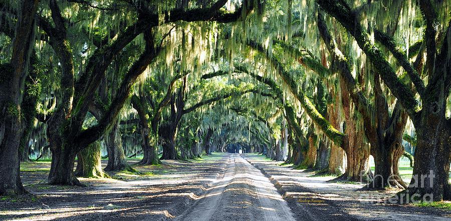 Tomotley Oaks Photograph by William Bosley | Fine Art America