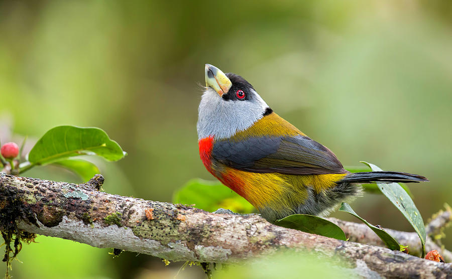 Toucan Barbet Photograph by Juan Jose Arango - Pixels