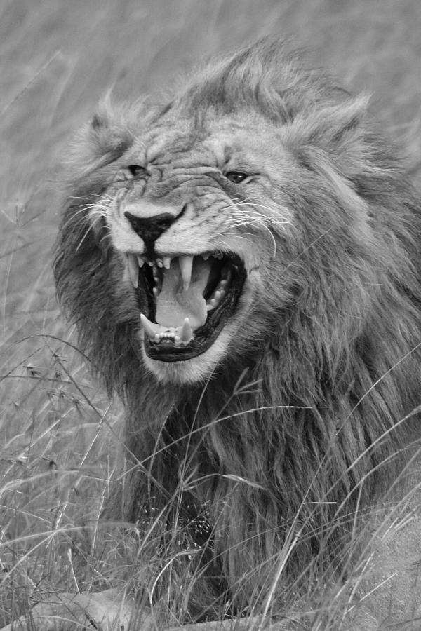 Lion Photograph - Tough Guy #2 by Michele Burgess