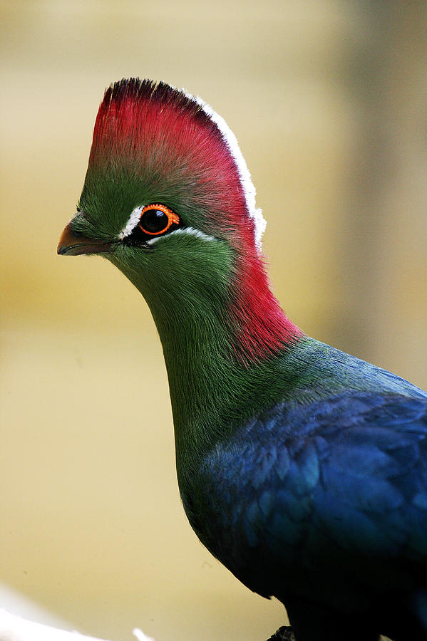 Touraco De Fischer Tauraco Corythaix Photograph by Gerard Lacz Images ...