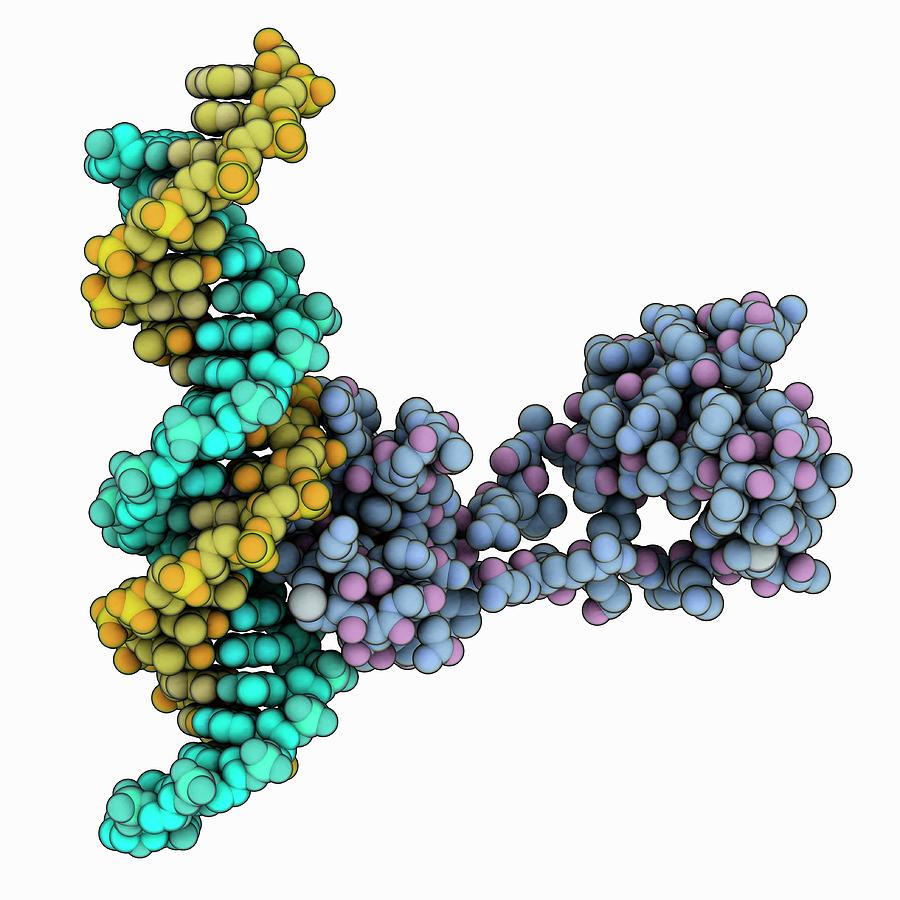 Transcription Factor Dna Complex Photograph by Laguna Design/science ...