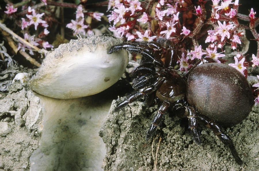 Trap-door Spider #2 Photograph by Paul Zahl