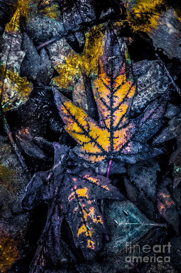 Treasure Of Leaves #5 Photograph by Michael Arend
