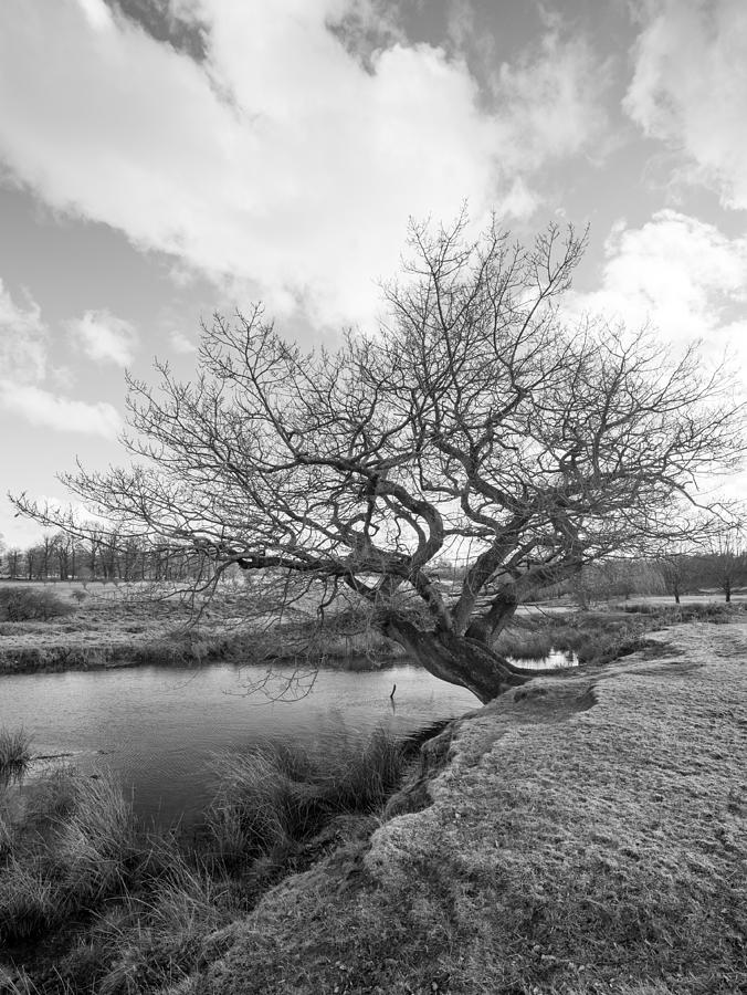 Tree and Pond #2 Photograph by Roy Pedersen