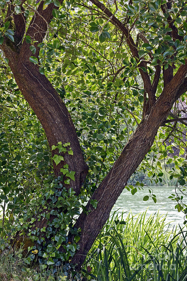 Tree at Stow Lake Photograph by Kate Brown
