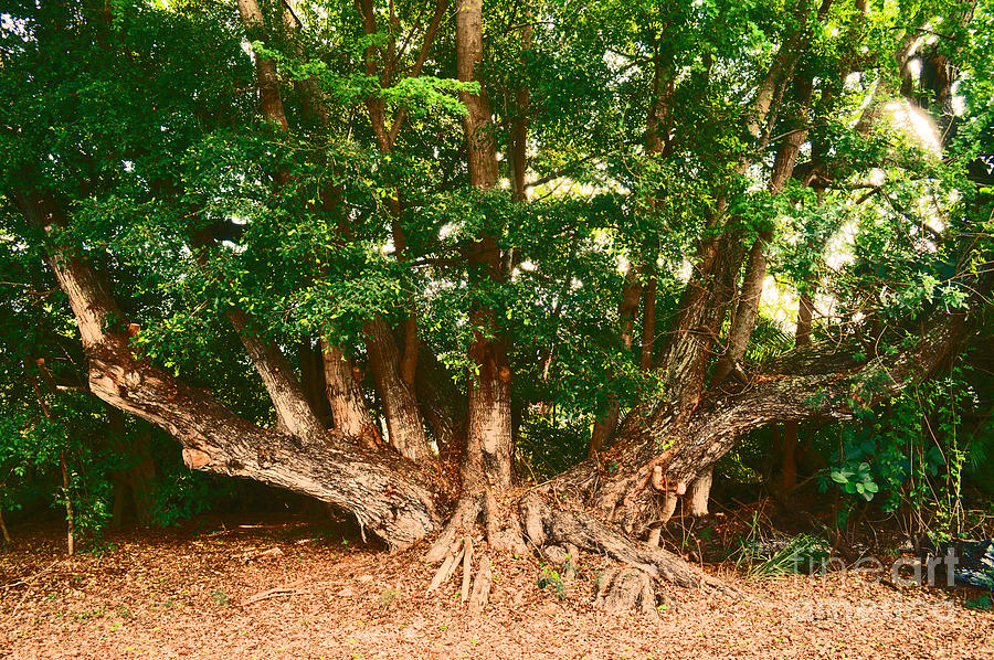 Tree at Waimea Photograph by Lisa Cortez - Pixels