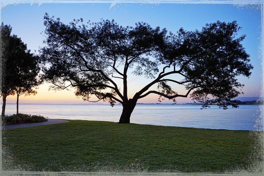 Tree by the Bay #2 Photograph by Kelley King