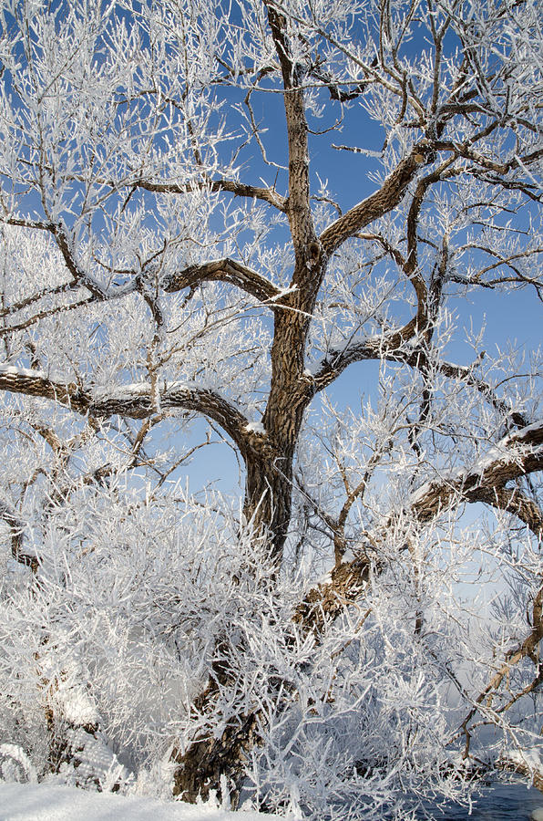 Tree by the River. Covered with Hoar Frost. #2 Photograph by Rob Huntley