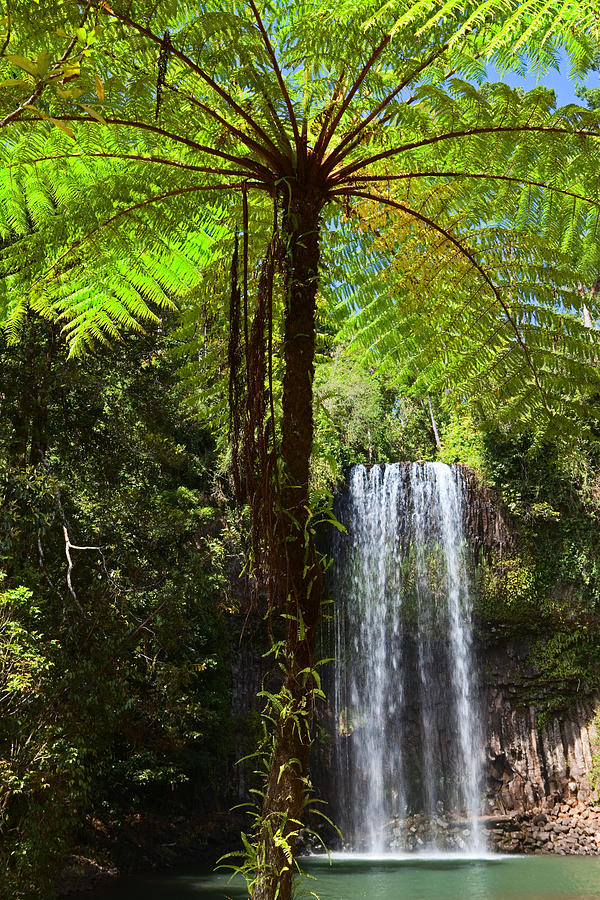Tree Fern And Waterfall In Tropical Rain Forest Paradise #2 Photograph by Dirk Ercken