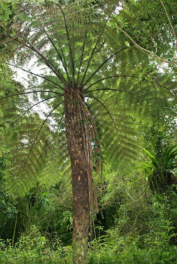 Tree Fern #2 Photograph by Philippe Psaila/science Photo Library