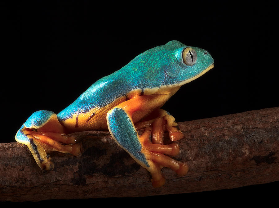 Jungle Photograph - Tree frog climbing #2 by Dirk Ercken