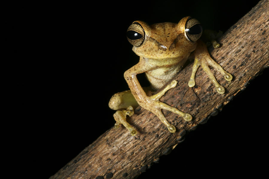 Tree Frog #2 Photograph by Dirk Ercken