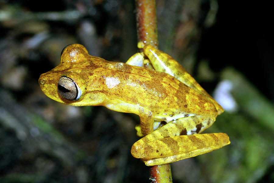 Tree Frog #2 Photograph by Dr Morley Read/science Photo Library
