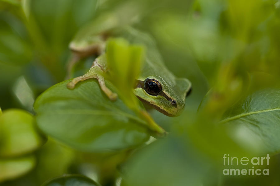 Tree frog in lilac bush #2 Photograph by Jim Corwin