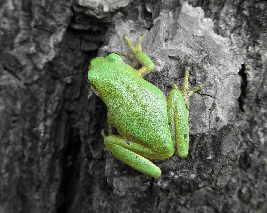 Tree Frog #2 Photograph by Michele Caporaso