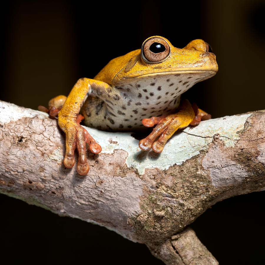 Jungle Photograph - Tree Frog On Twig In Rainforest #2 by Dirk Ercken